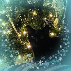 Meet your Posher, Bridget